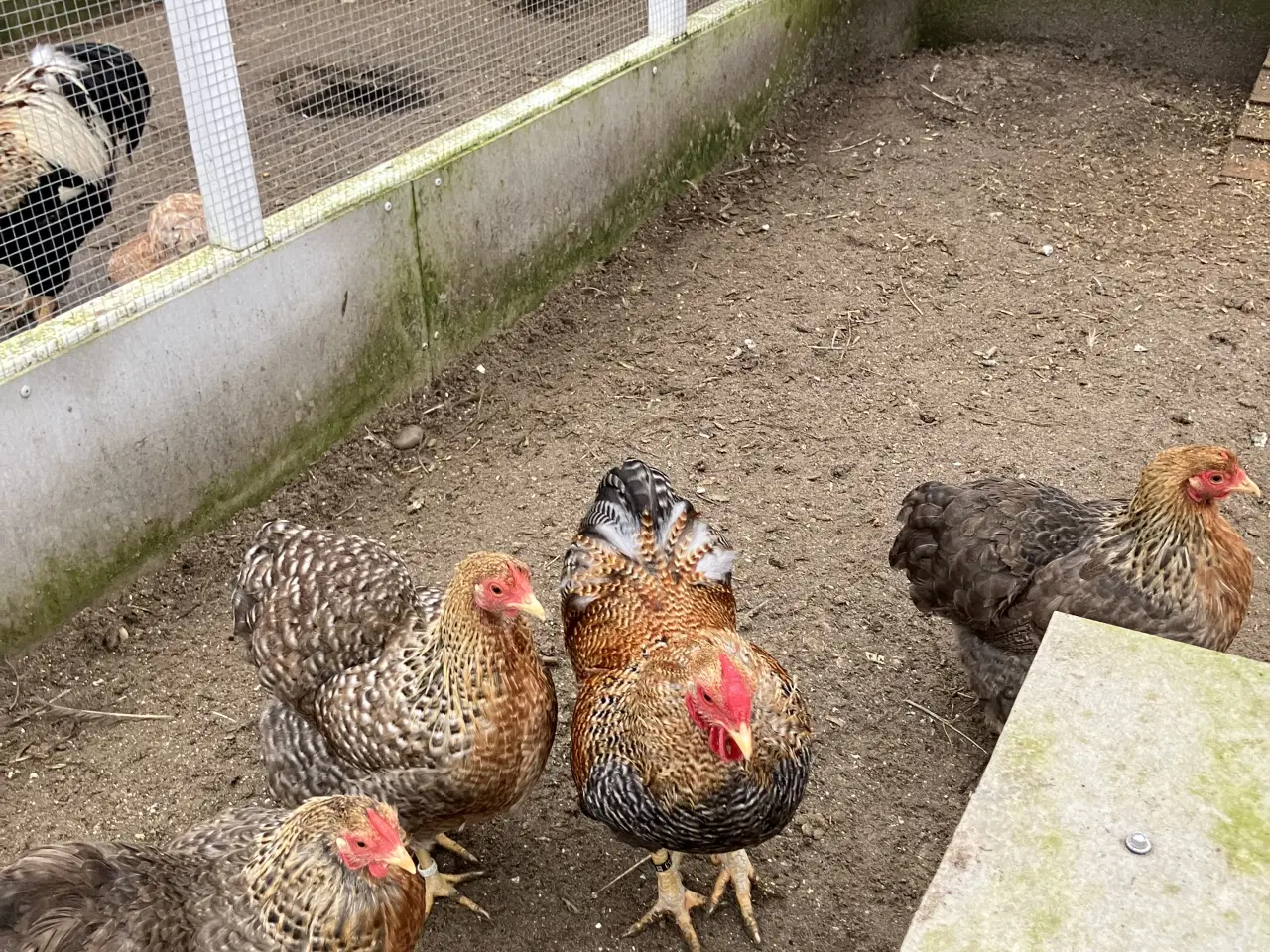 Billede 2 - Legbarfarvet