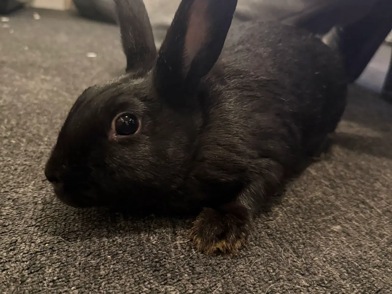 Billede 5 - Kanin