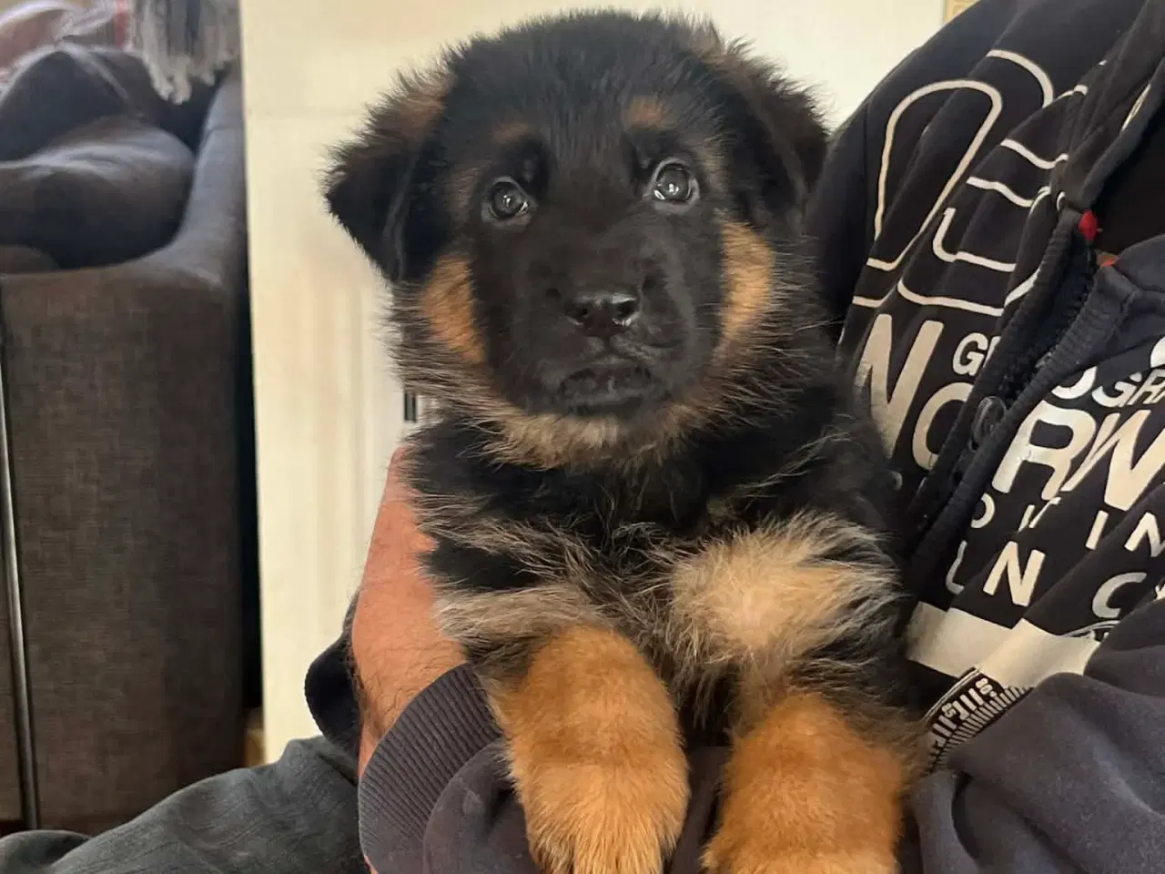 Billede 3 - Schæfer hvalpe (drenge)