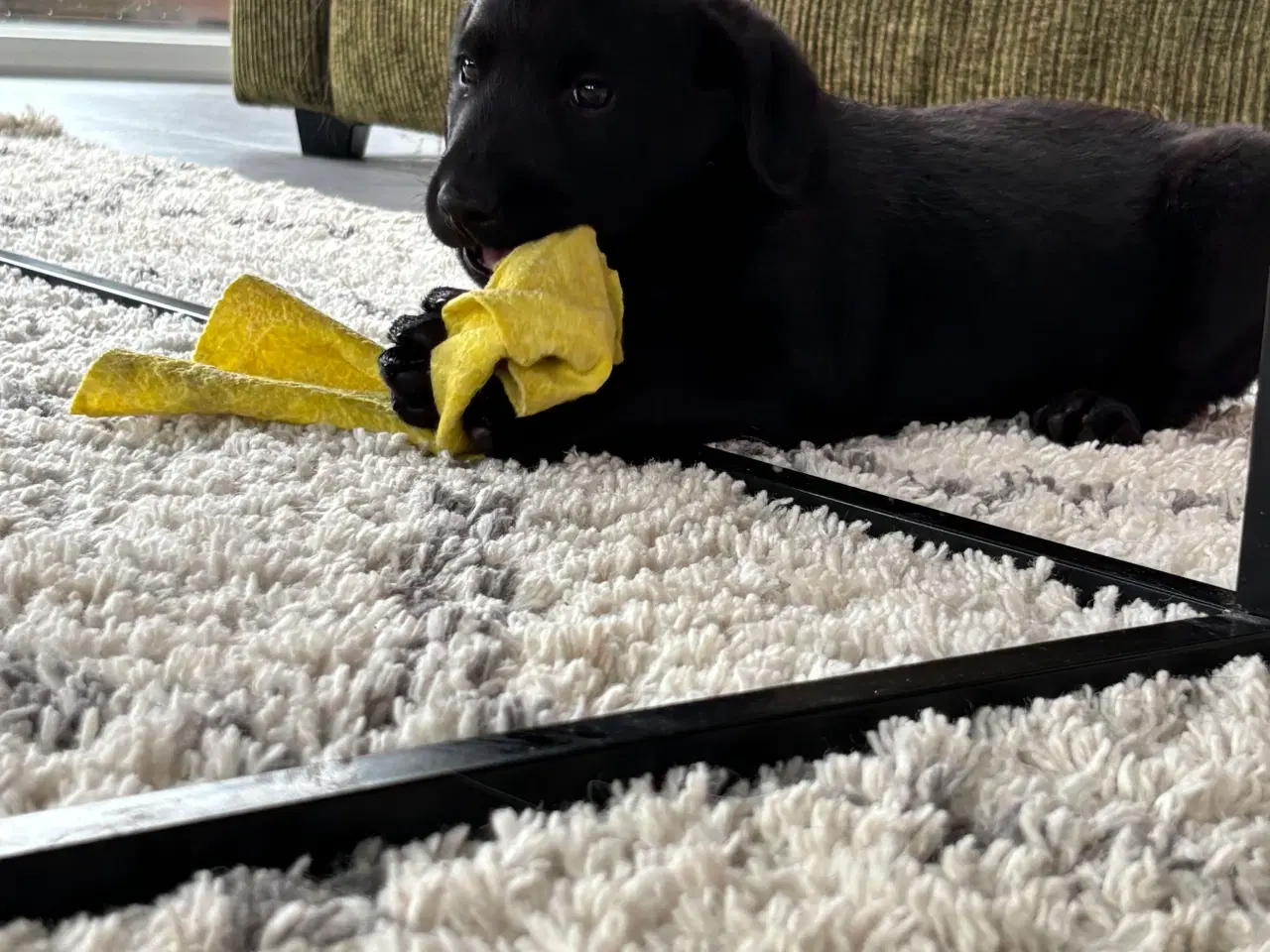 Billede 2 - Labrador hvalpe