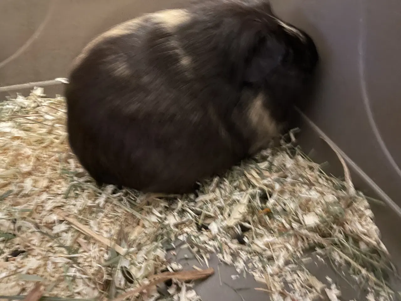 Billede 2 - 2 hun marsvin 