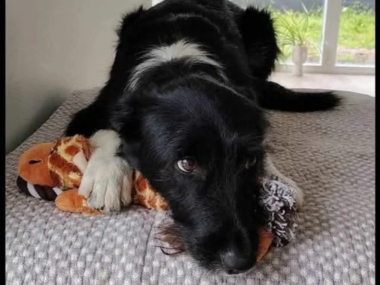 Billede 3 - Dejlige Bella søger nyt hjem med hundeven 🩷