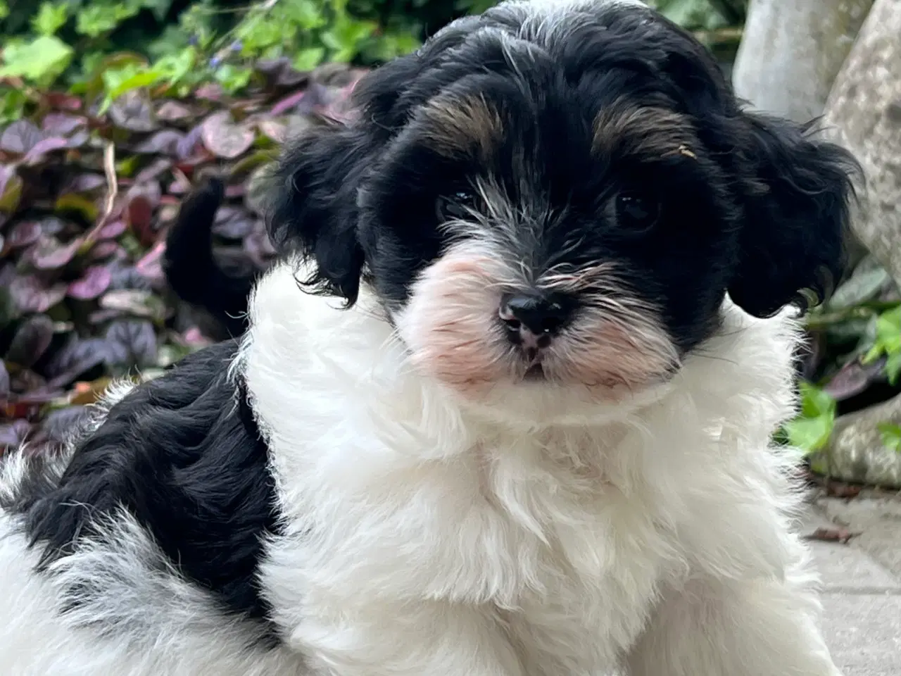 Billede 6 - 🐾Skønne familie hunde 🐾