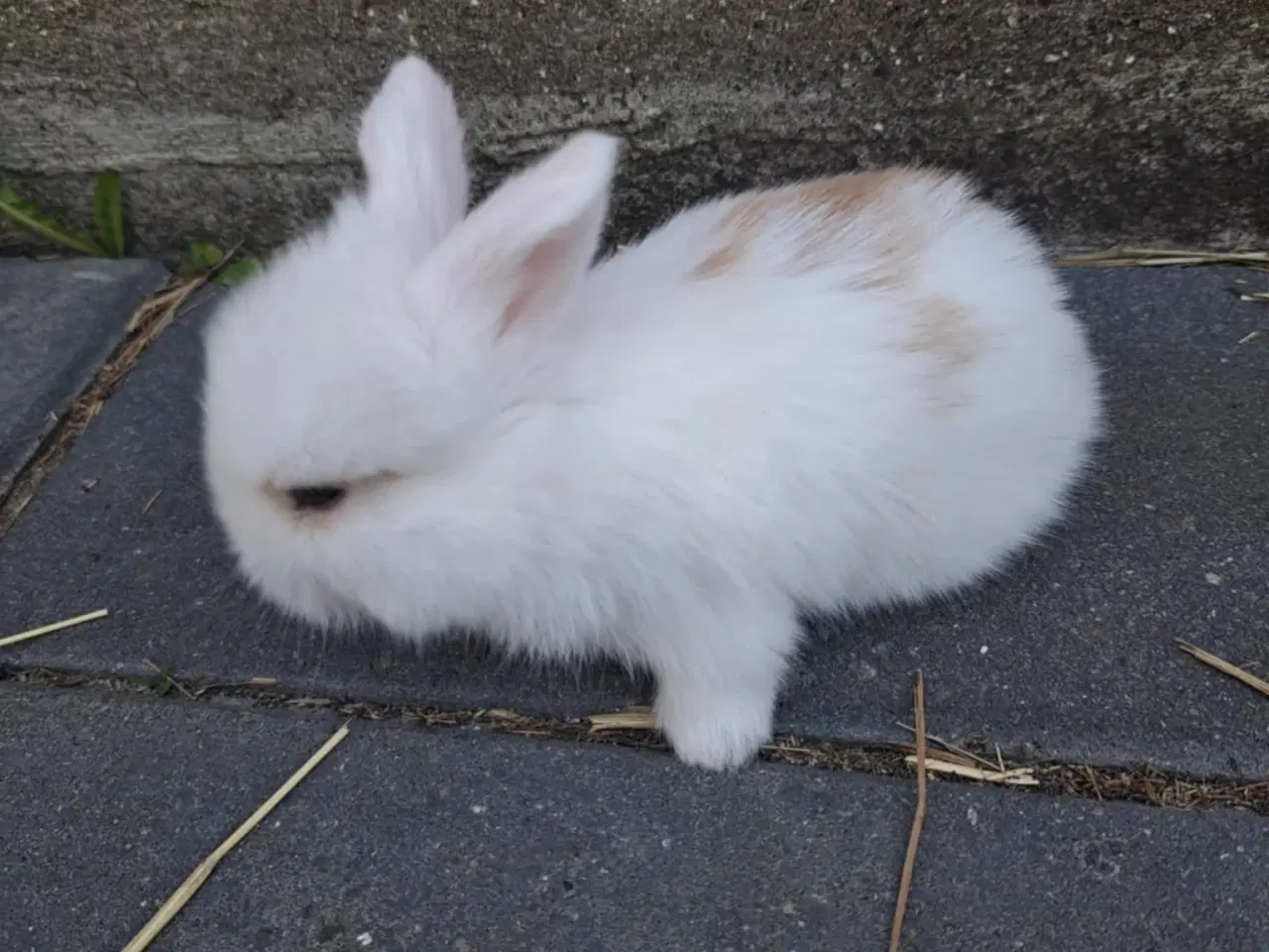 Billede 3 - Minilop, 0 år