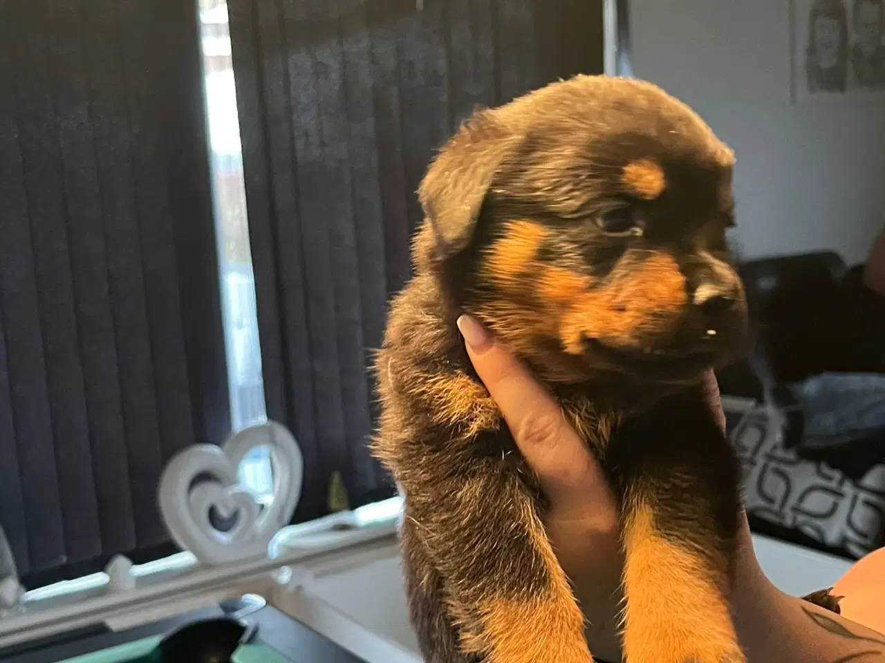 Billede 3 - Ægte Rottweiler