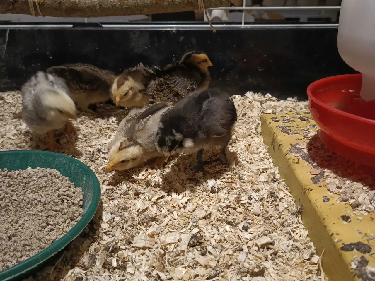 Billede 3 - Dværg mix kyllinger