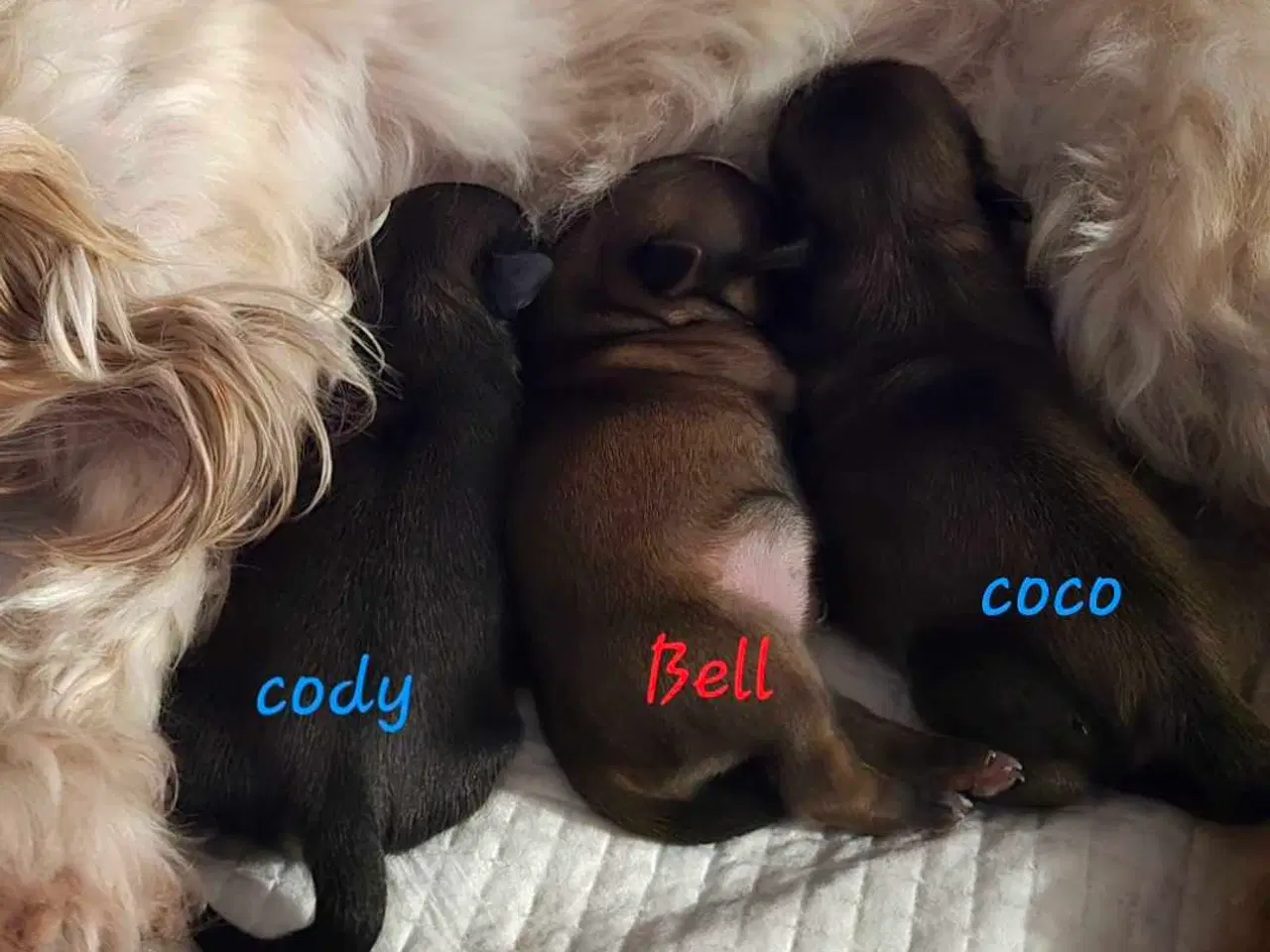 Billede 2 - Shih tzu 