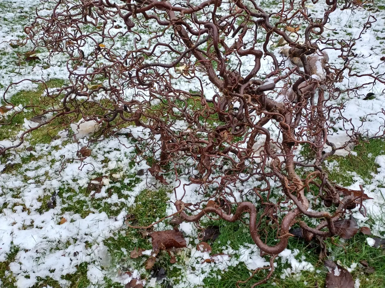 Billede 1 - Troldhasselgrene 2 stk og natur materiale