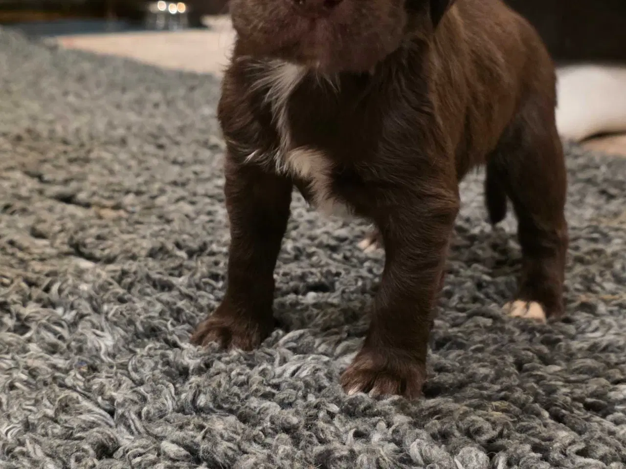 Billede 2 - FT Cocker Hvalpe.