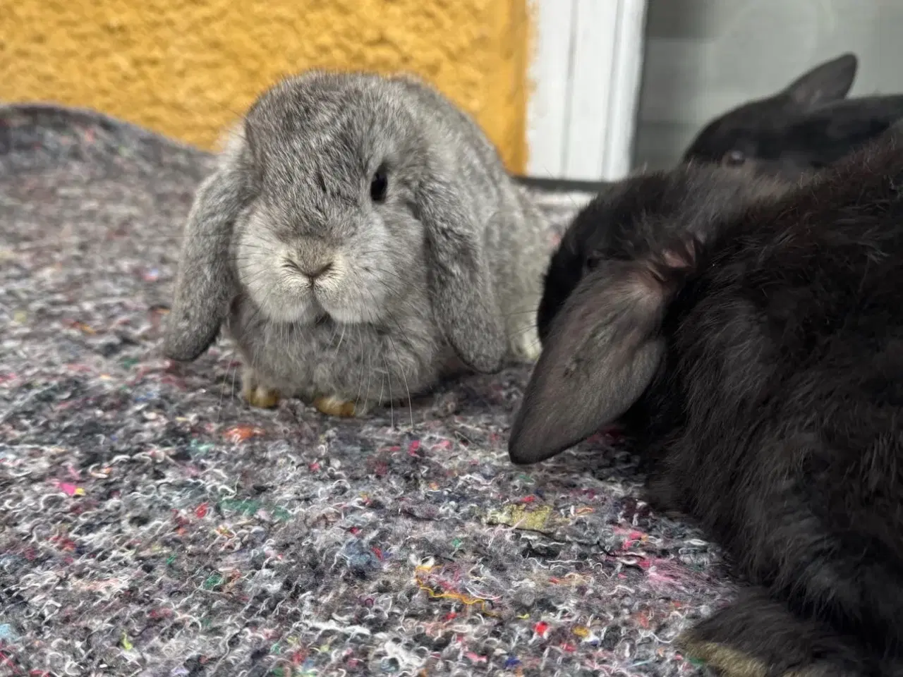 Billede 8 - Han Dværgvædder unger sælges - klar nu 