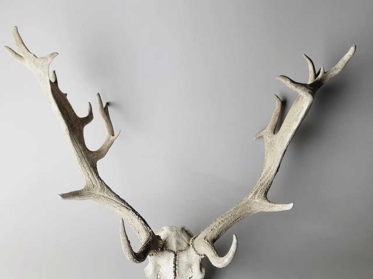 Billede 3 - Stort Dåhjort Trofæ med Fuldskuffel Gevir 