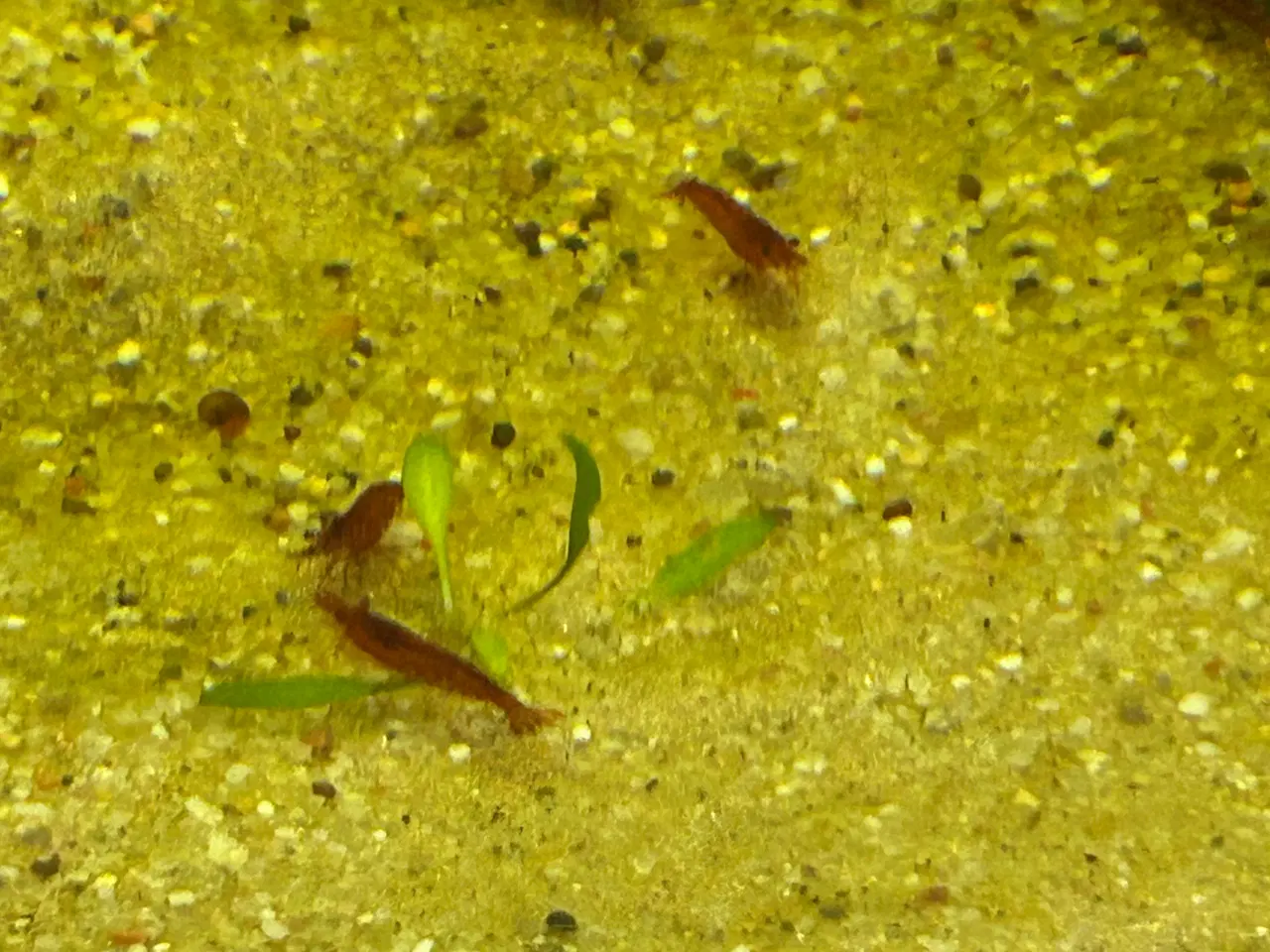 Billede 1 - 🦐🍒 Rød kirsebærreje Bloody Mary– flot rød | GLS