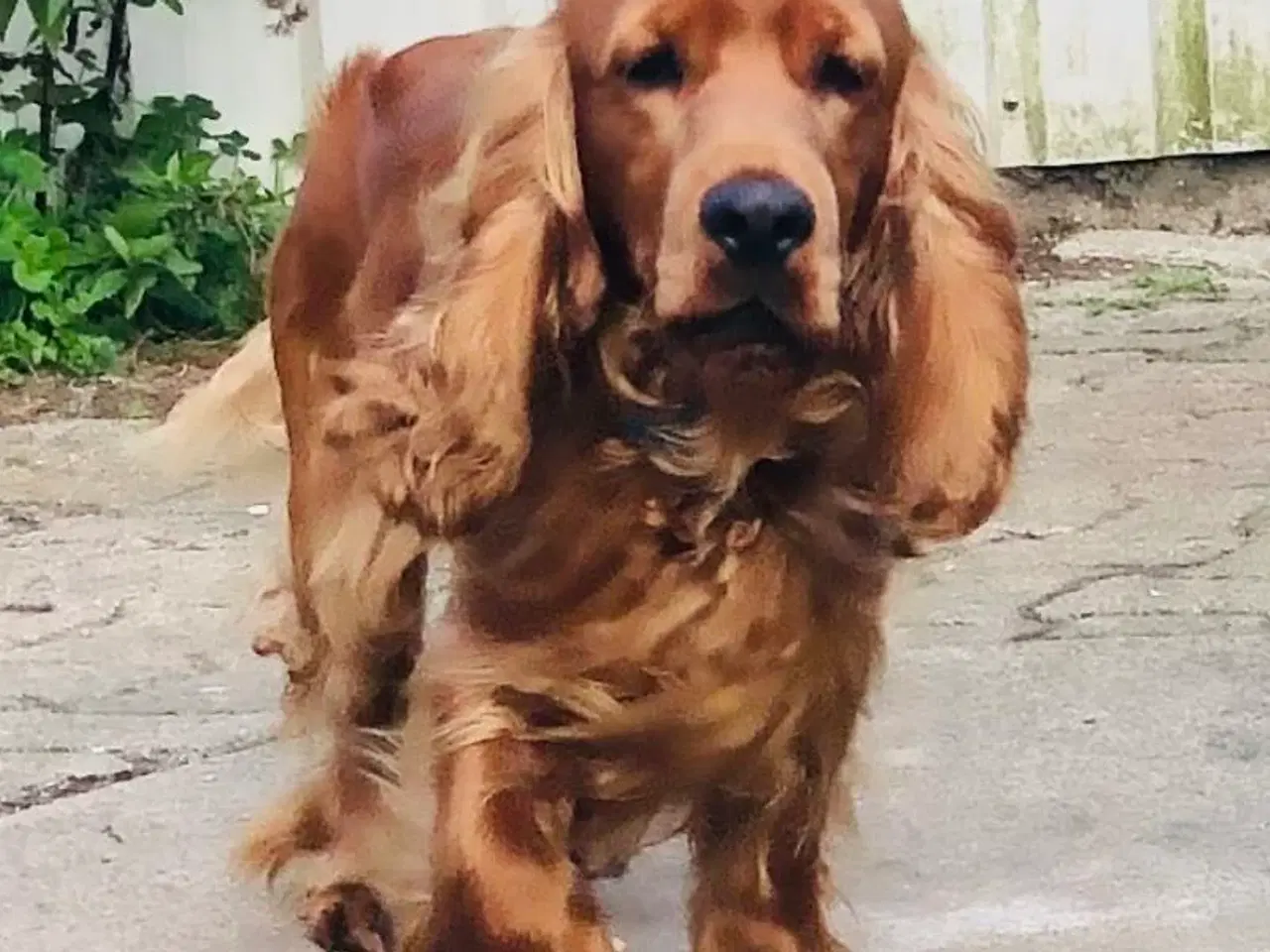 Billede 19 - Engelsk Cocker spaniel