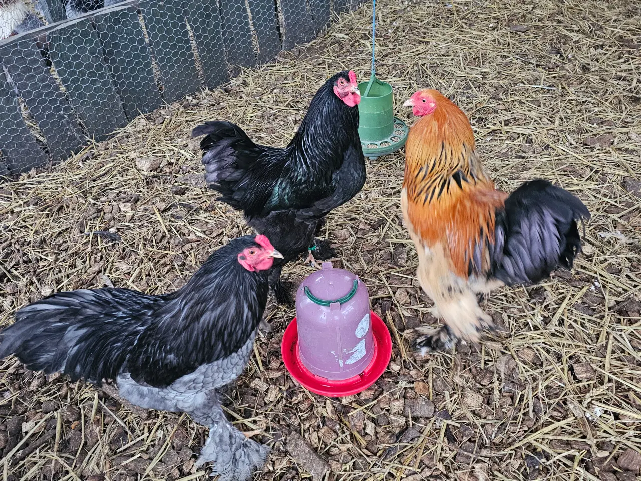 Billede 3 - Dværg Brahma forskellige stammer