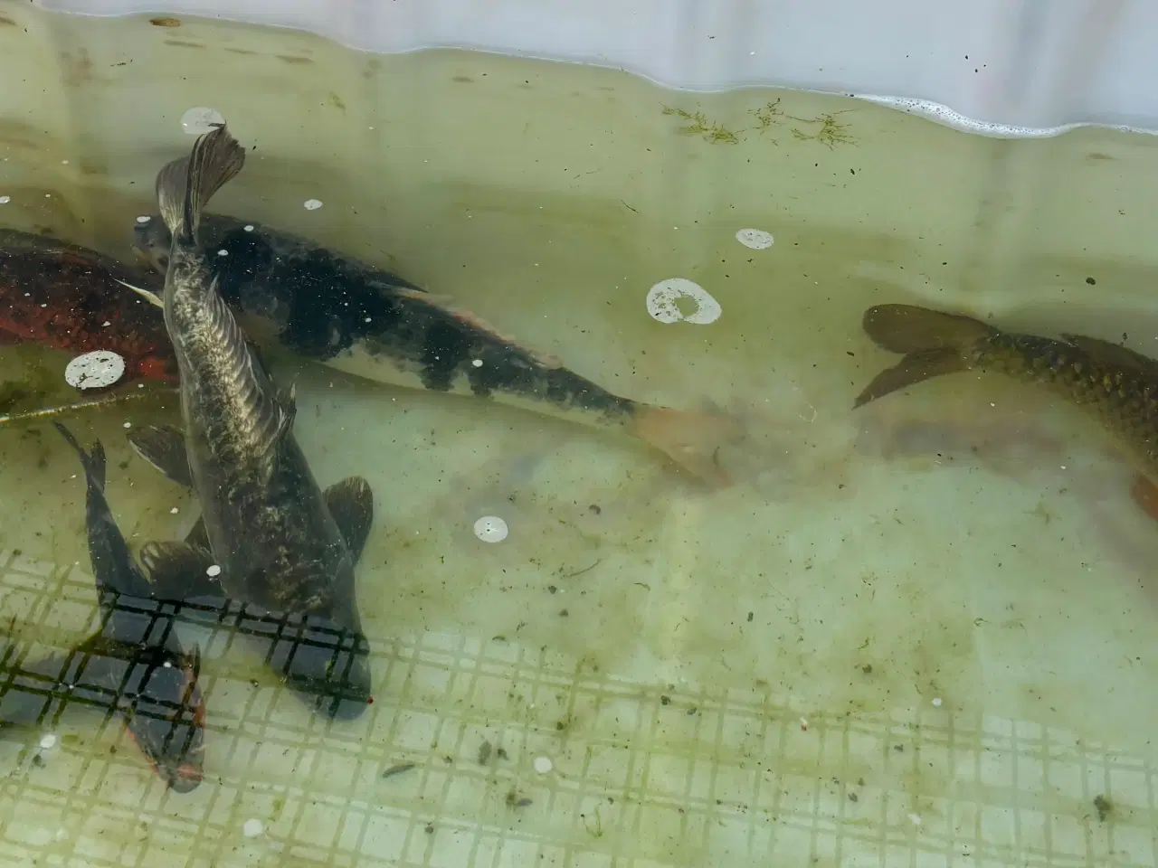 Billede 8 - 5 koikarper BILLIGT!