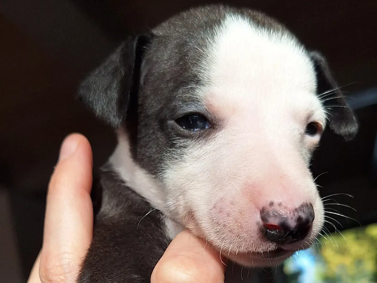 Billede 3 - Whippet hvalpe søger nye hjem 