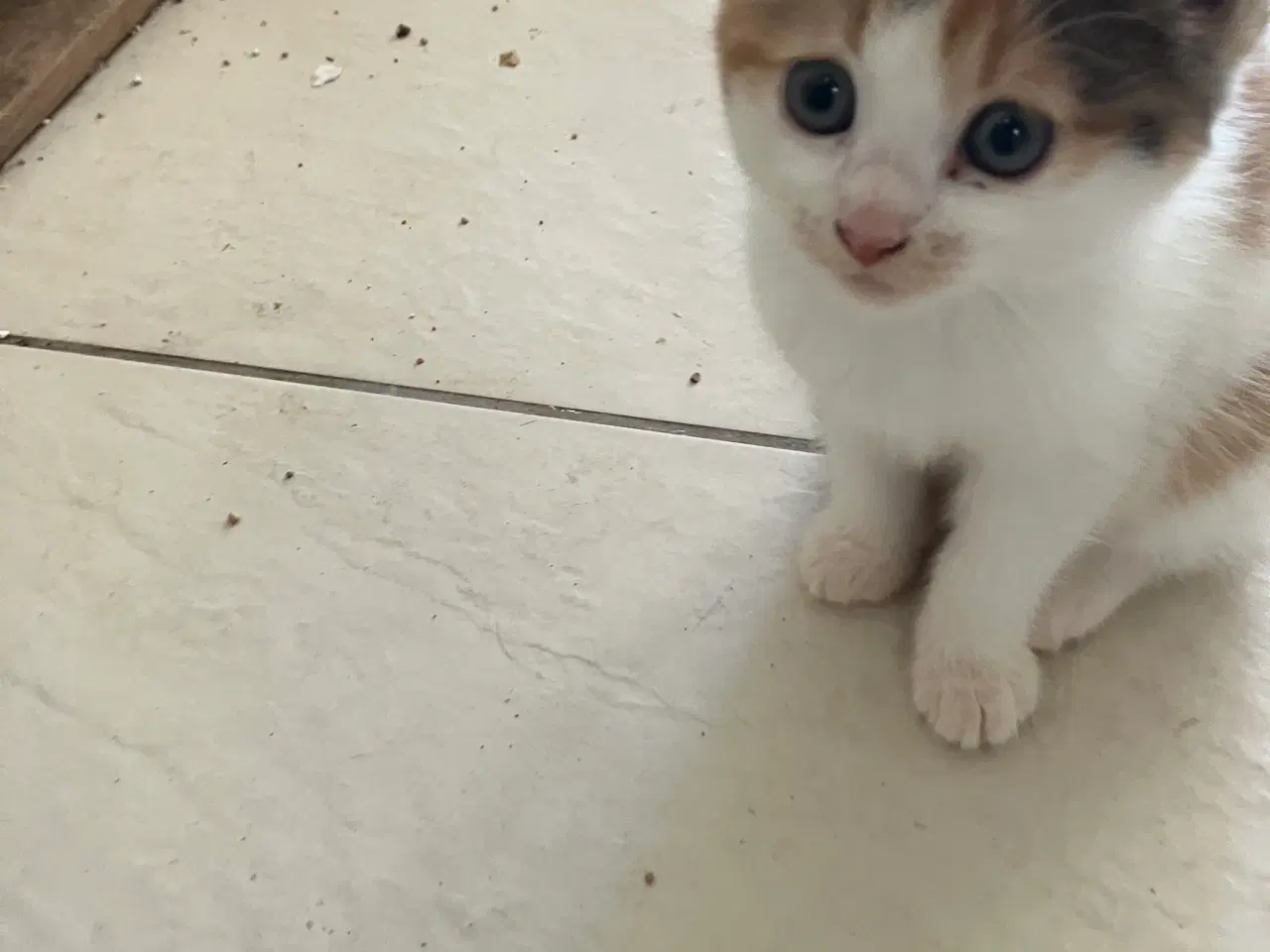 Billede 5 - de bliver 12 uger den 24-11