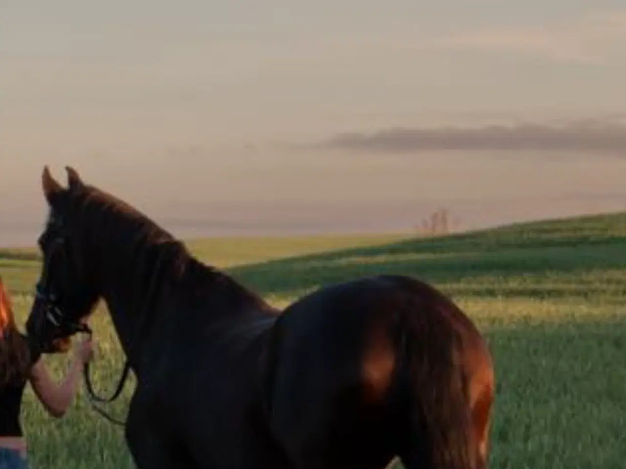 Billede 7 - Hest til salg