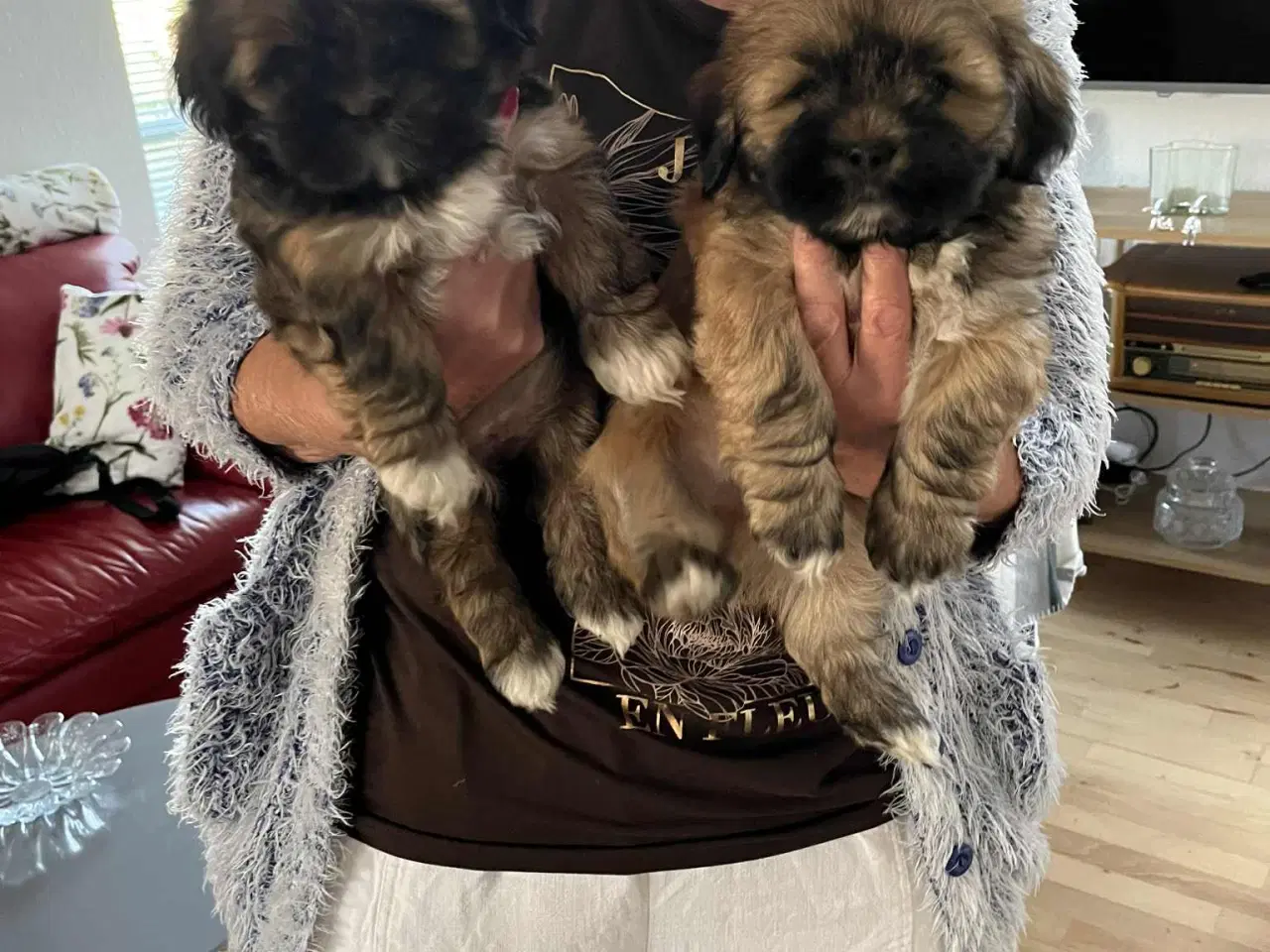Billede 2 - Skønne Lhasa Apso hvalpe 