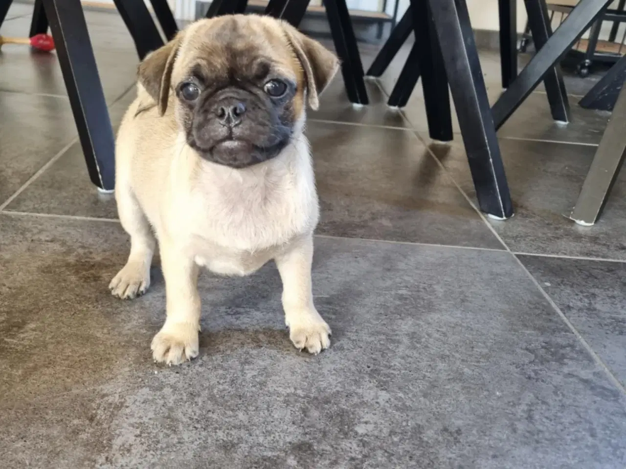 Billede 3 - Små søde mopsblandninger 🐶 