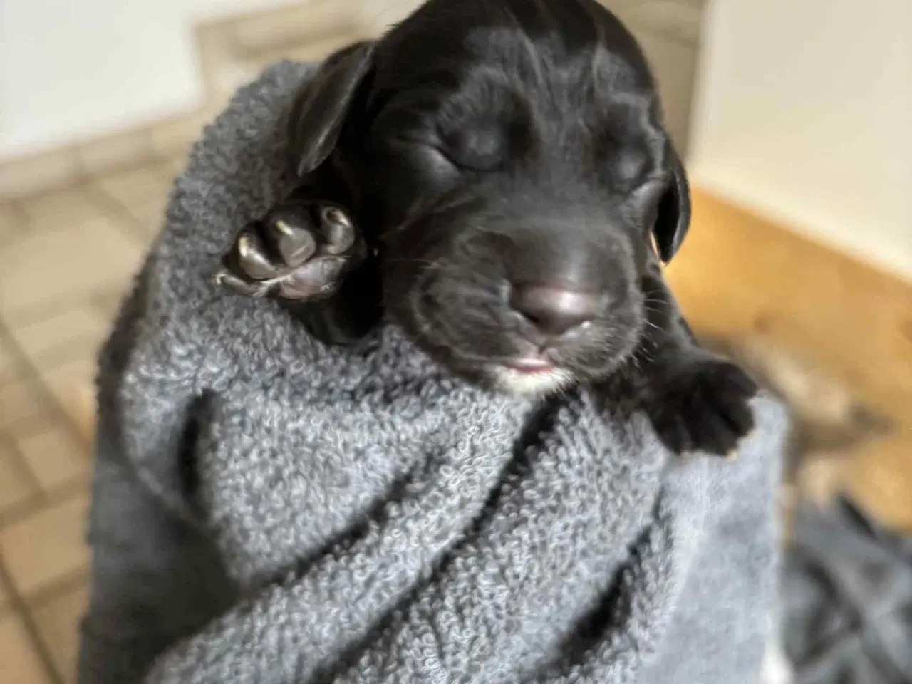 Billede 5 - Ft. Cockerspaniel hvalpe