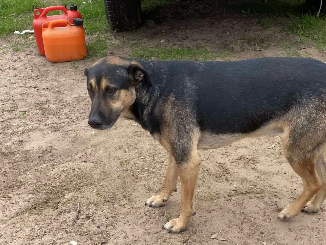 Billede 9 - Milde Bono søger familie