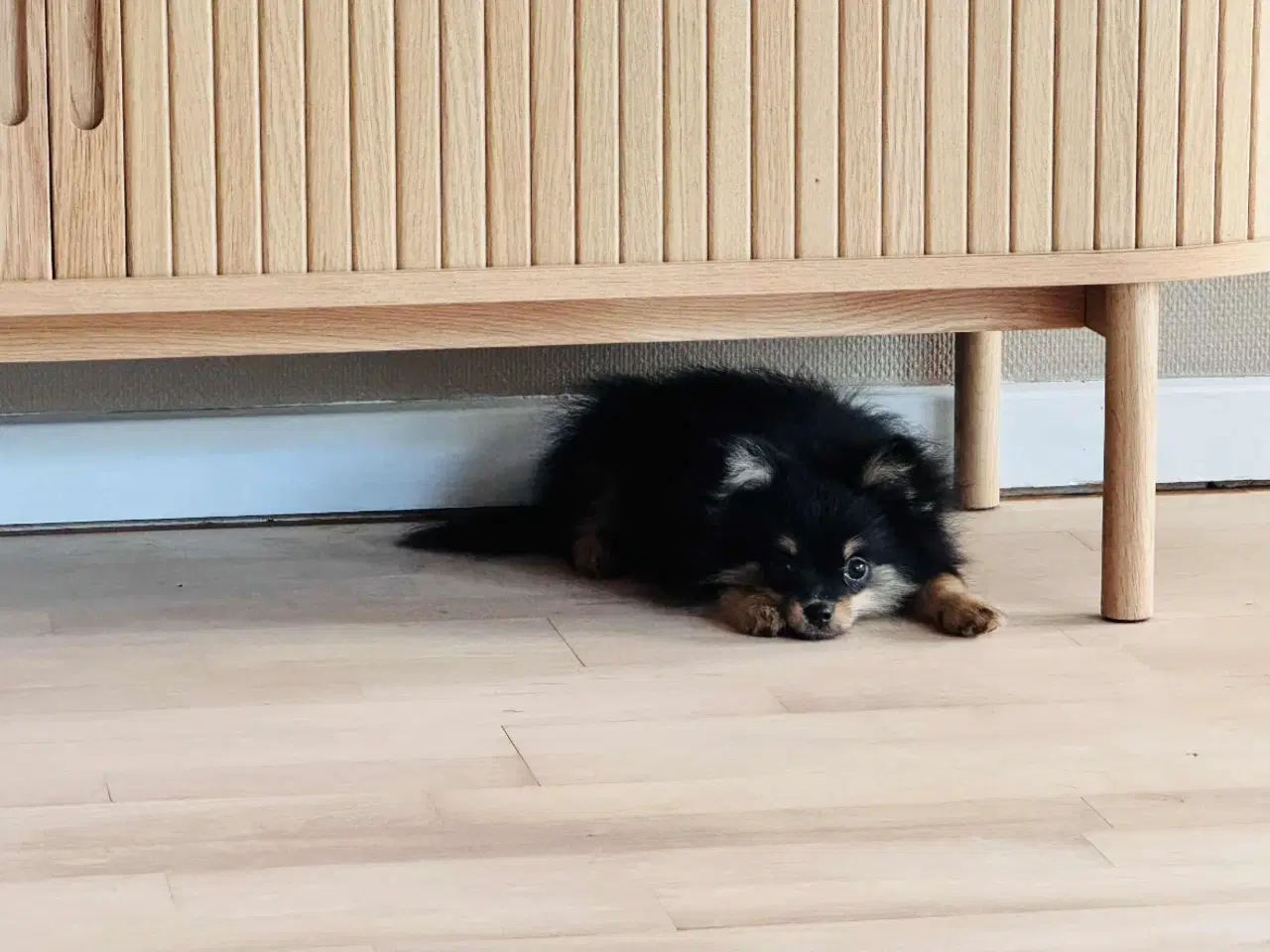 Billede 2 - Pomchi hvalp tæve