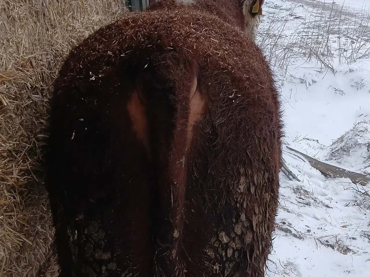 Billede 3 - Super flot hereford tyr 