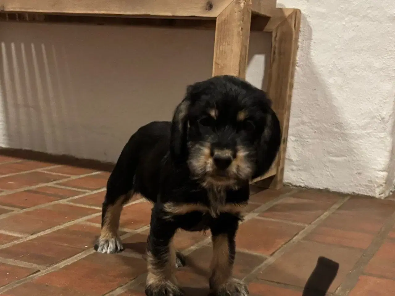 Billede 11 - Cocker spaniel - Blandings hvalpe 