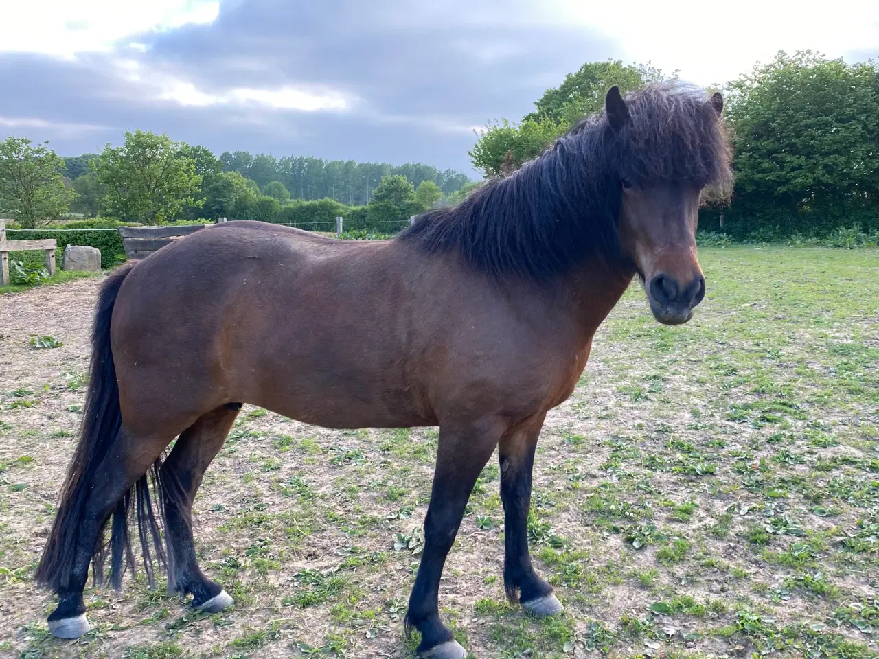 Billede 3 - Naturlig smuk Islænder hoppe