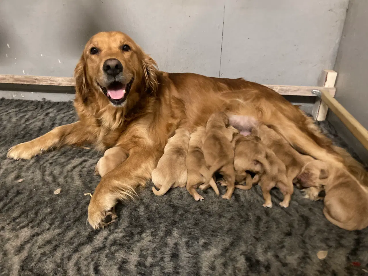 Billede 9 - Golden Retriever hvalpe