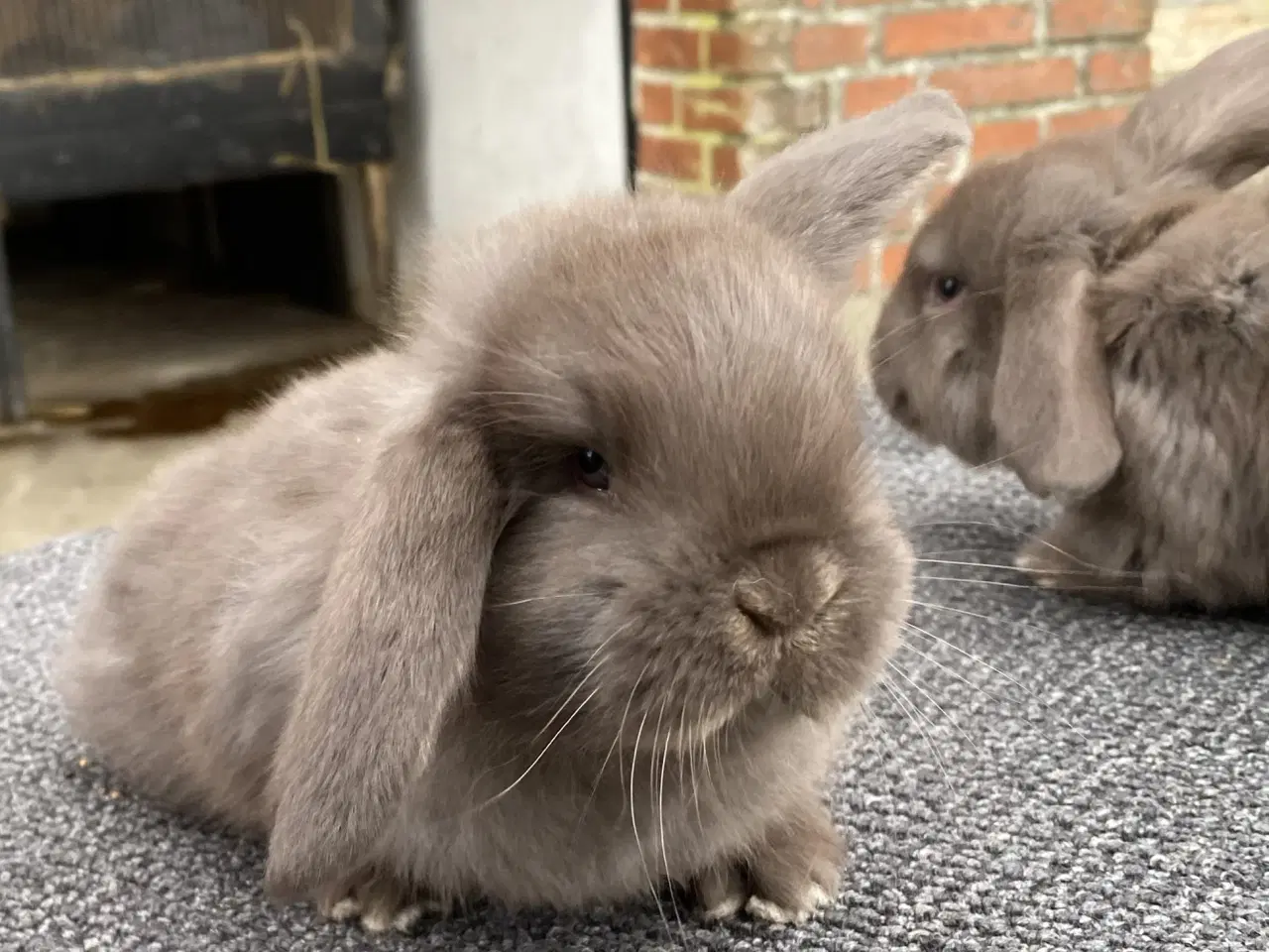 Billede 1 - FRANSK VÆDDER HUN HAVANA