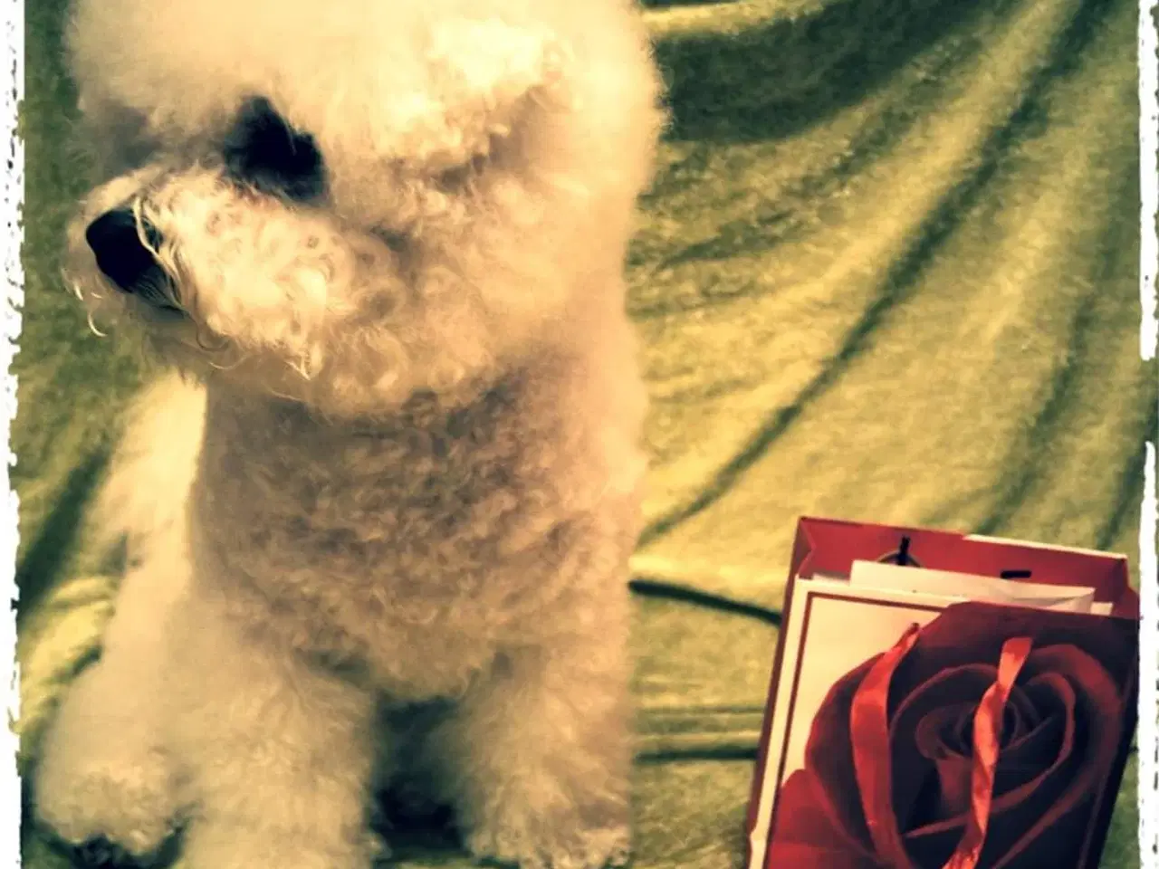 Billede 16 - Bichon Frise allergivenlige hvalpe