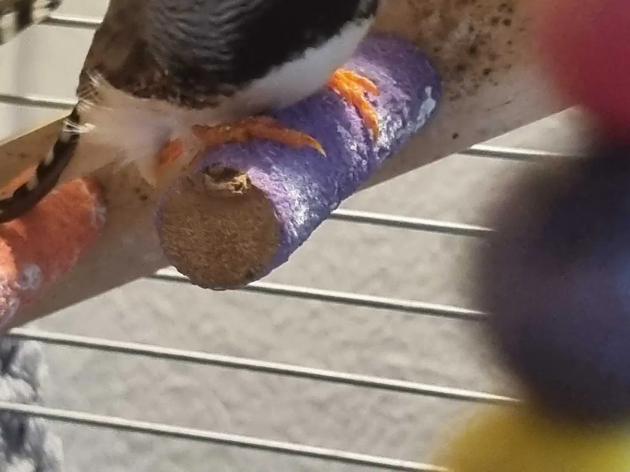 Billede 2 - Zebrafinker gives bort