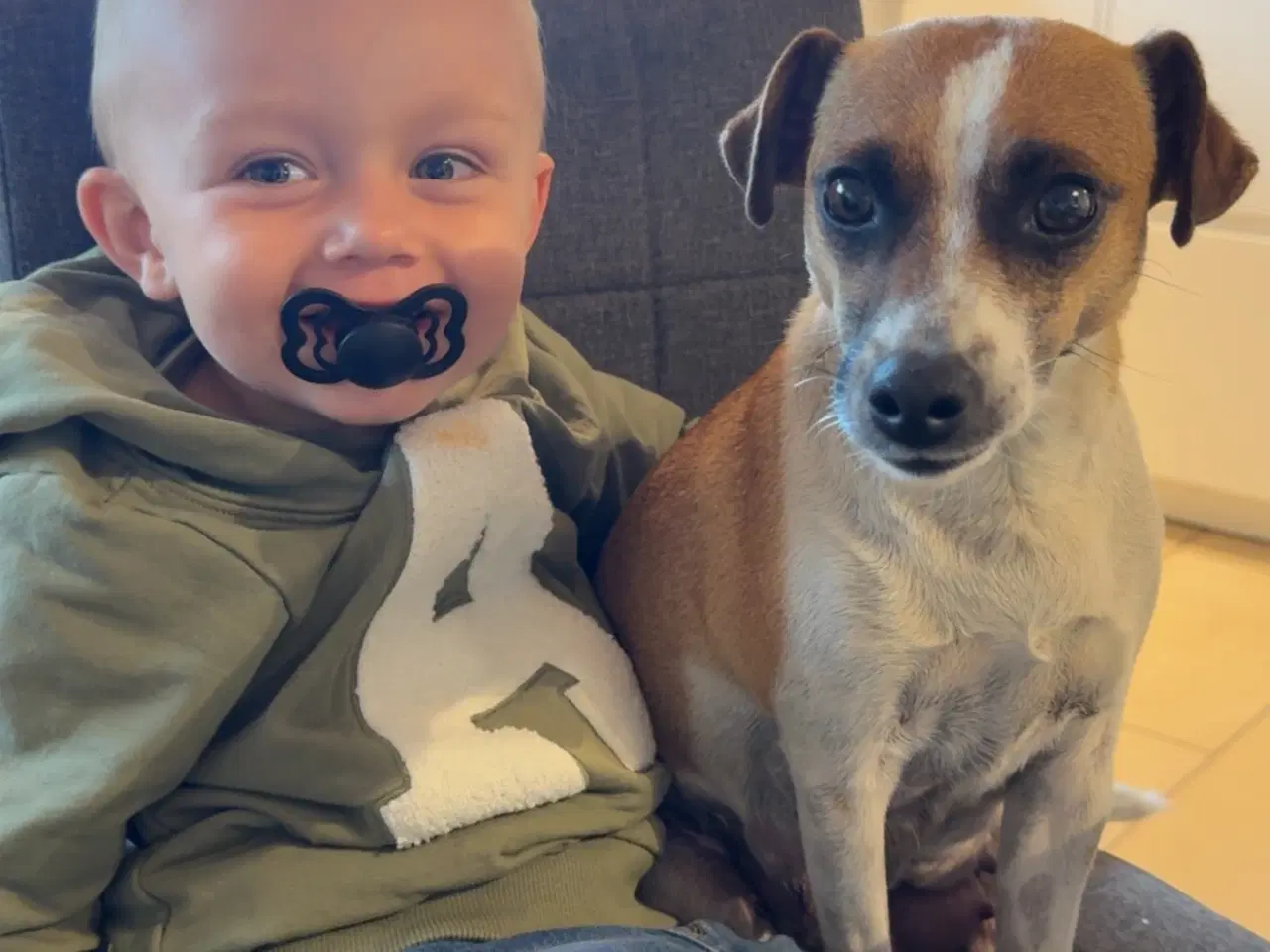 Billede 9 - Hvalpe blanding dansk Svend/jack Russel 