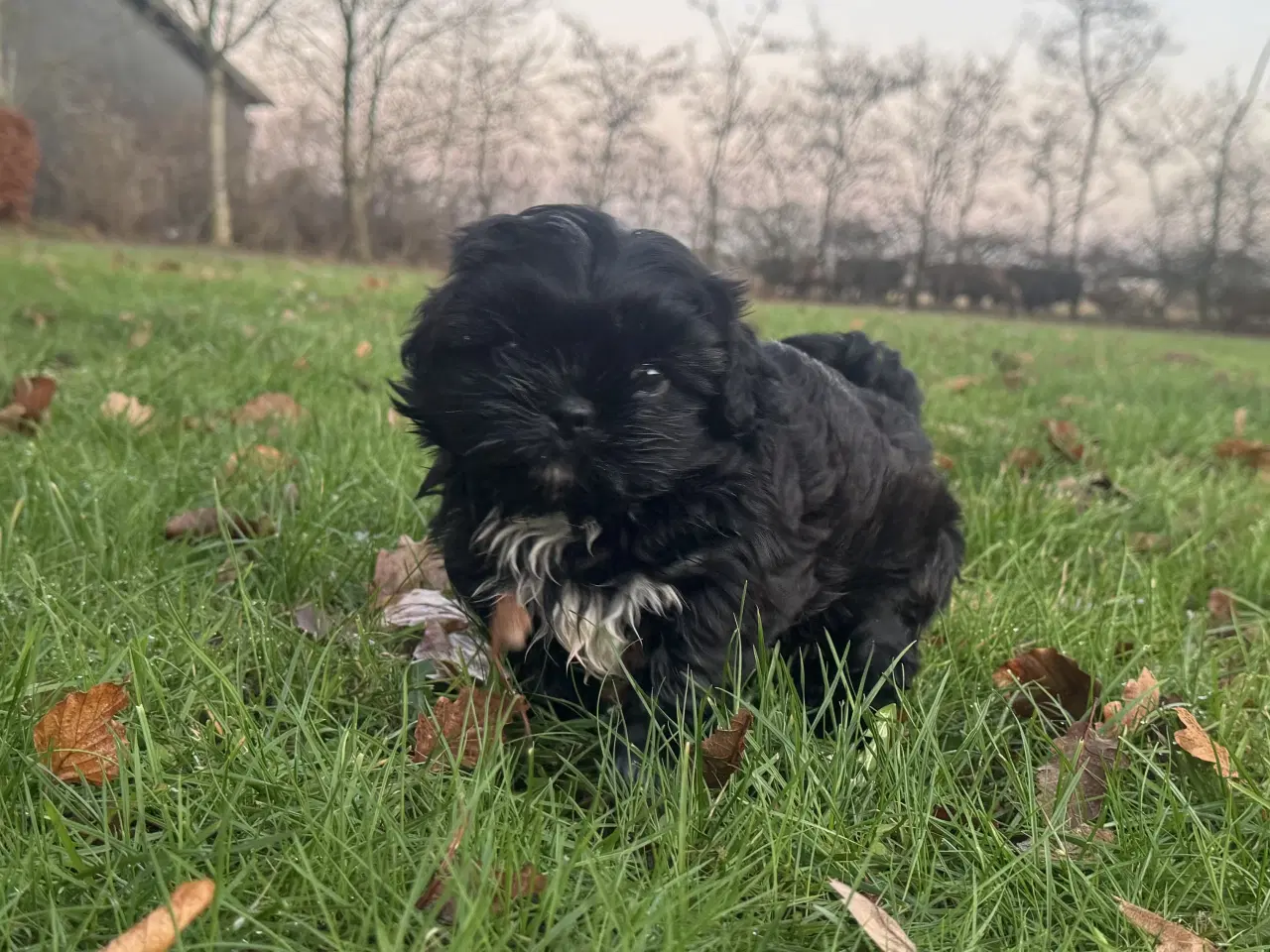 Billede 2 - Shih Tzu hvalp 🐶 