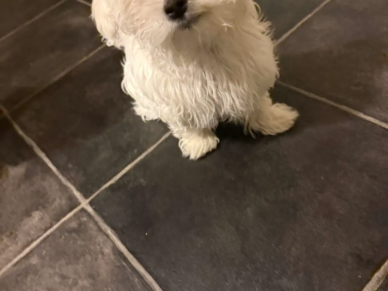 Billede 9 - Hvalpe Maltese en Tæve