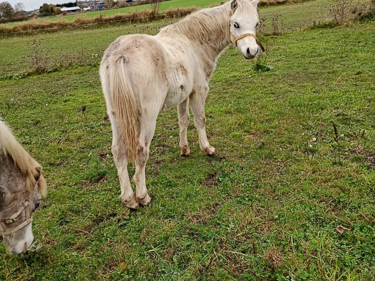 Billede 1 - Welsh 1 års hingsteplag