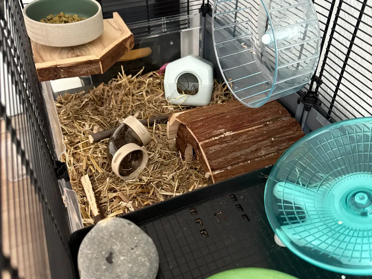 Billede 6 - 2 søde ørkenrotte-hanner søger nyt hjem 🐭✨