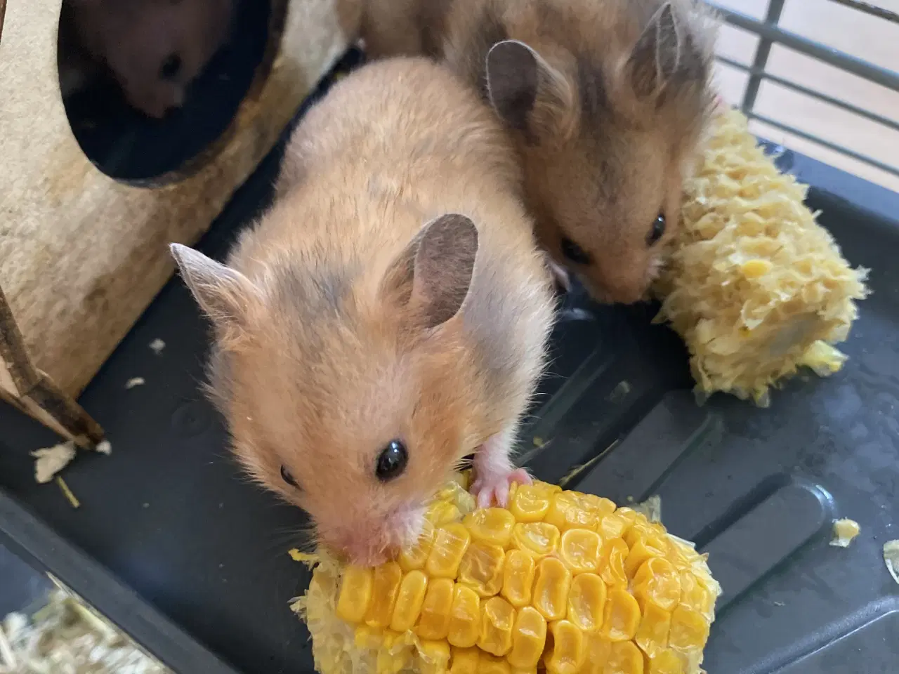Billede 2 - Hamster unger 