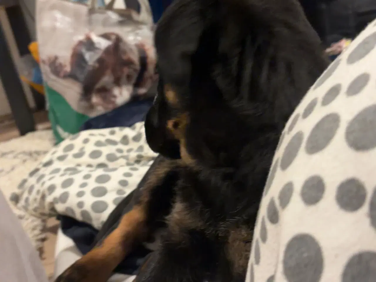 Billede 11 - Rottweiler / schæfer blanding