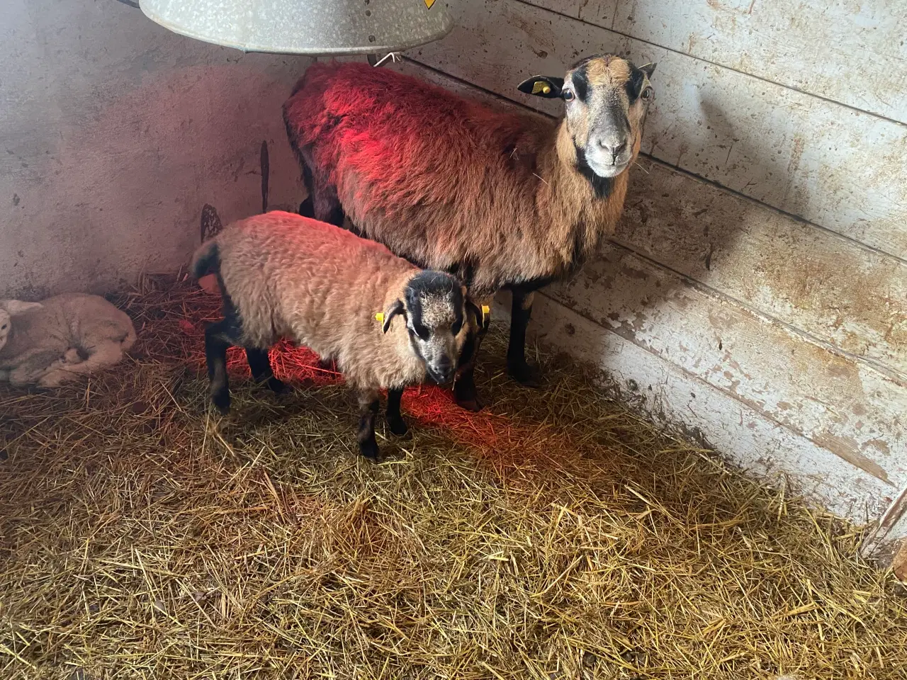 Billede 1 - Cameroun får sælges 