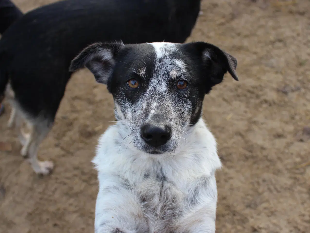 Billede 1 - Bella til adoption! 🩷