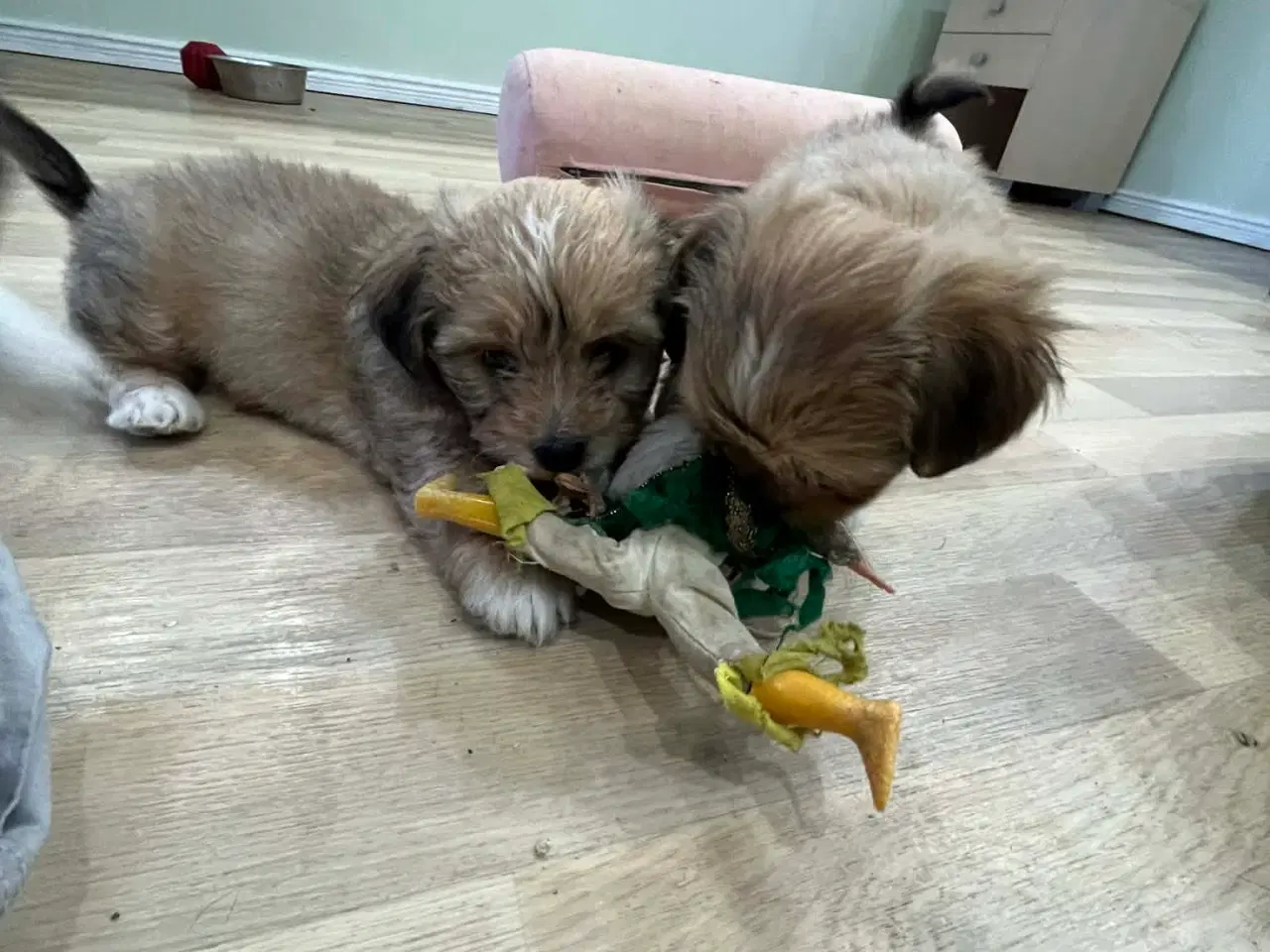 Billede 10 - Bichon Havanais hvalpe