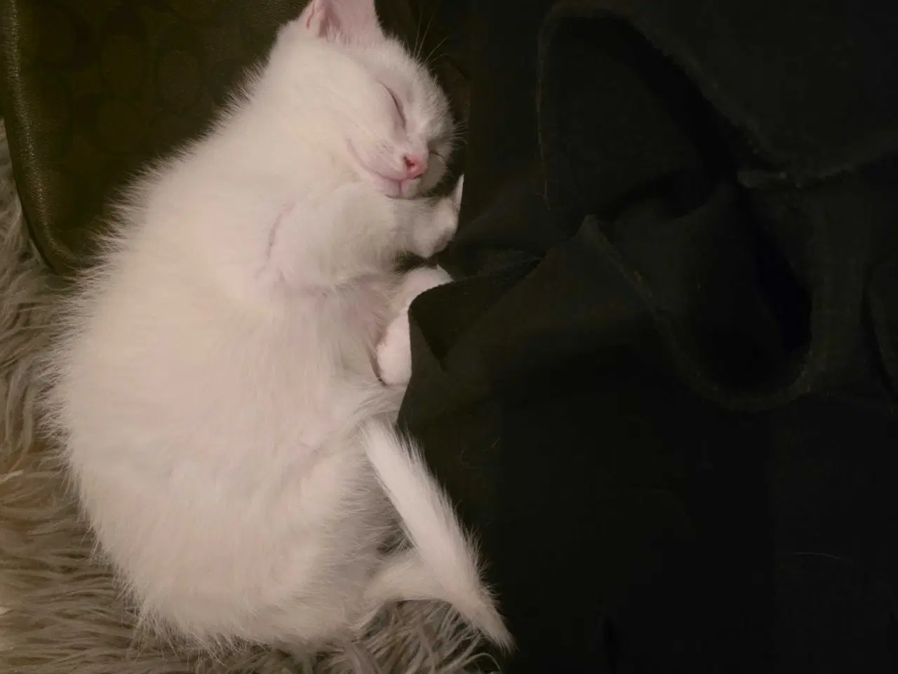 Billede 5 - Søde og kælne blandingskillinger