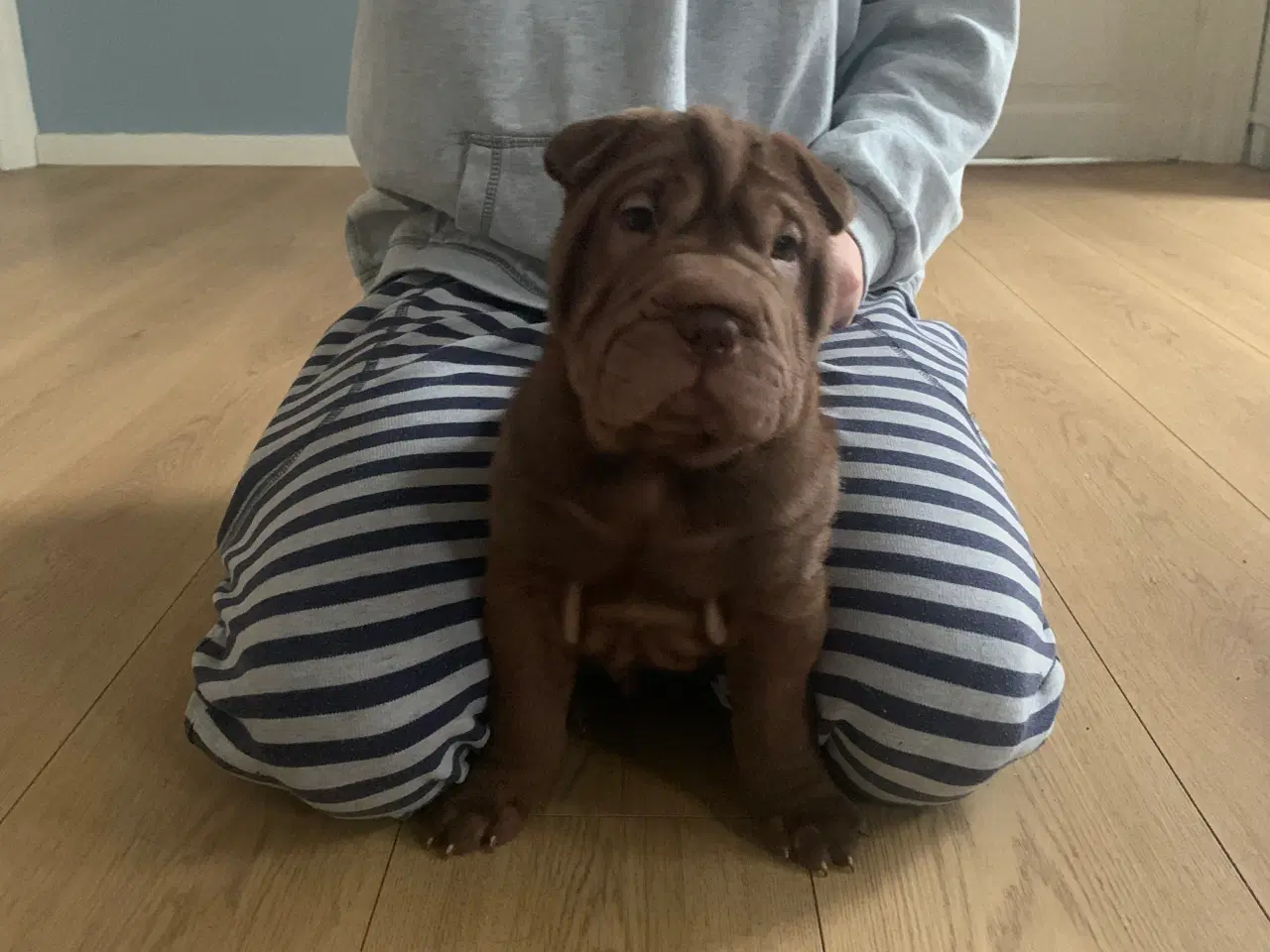 Billede 1 - Shar pei