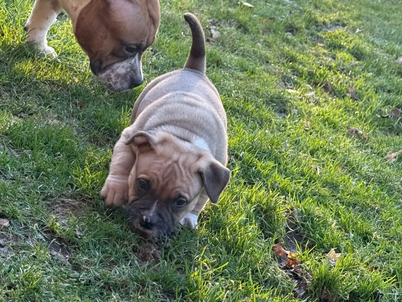 Billede 11 - American Bully Hvalpe