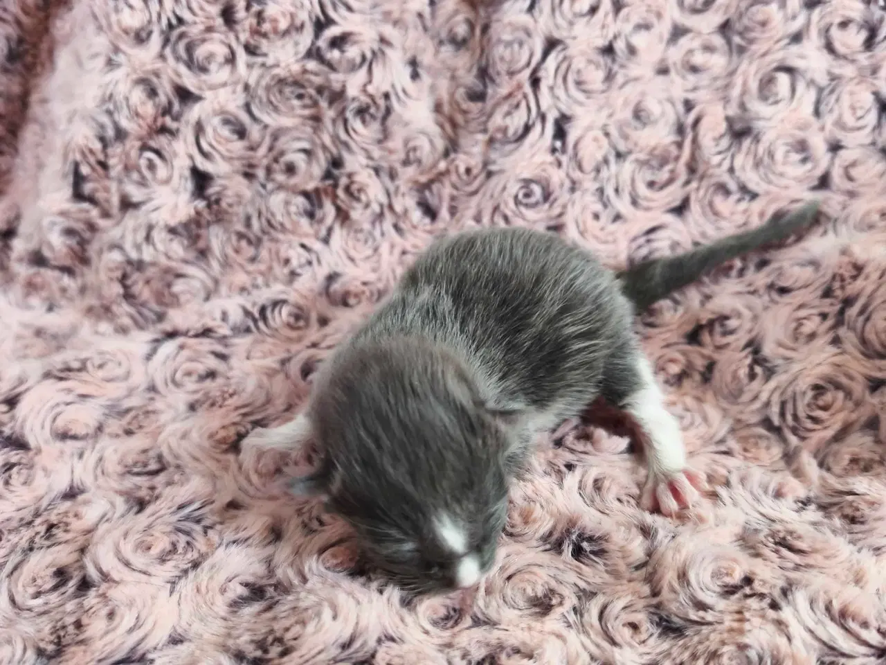 Billede 3 - Mainecoon blandinger med dyrelæge pakke 