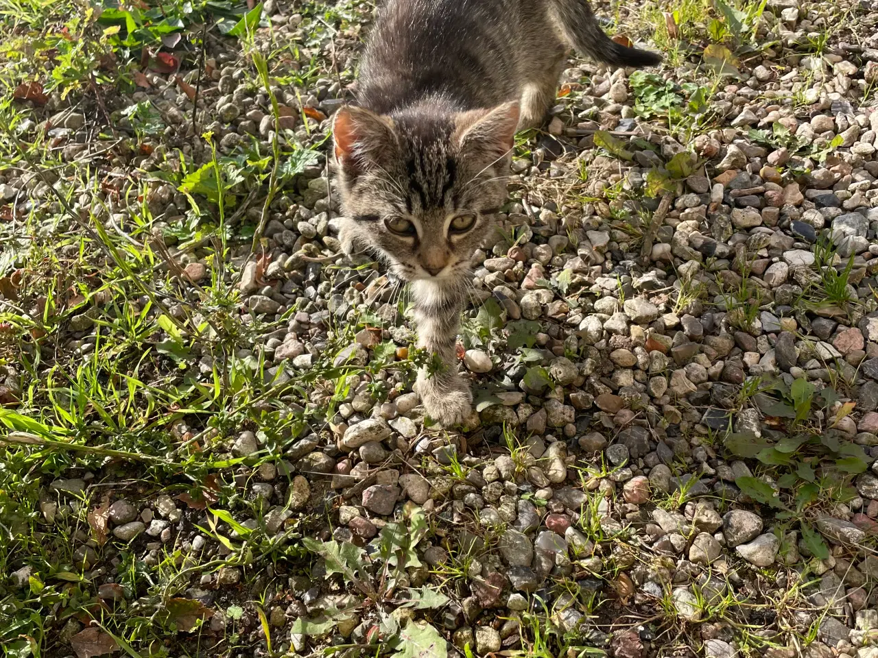 Billede 14 - Tre små katte