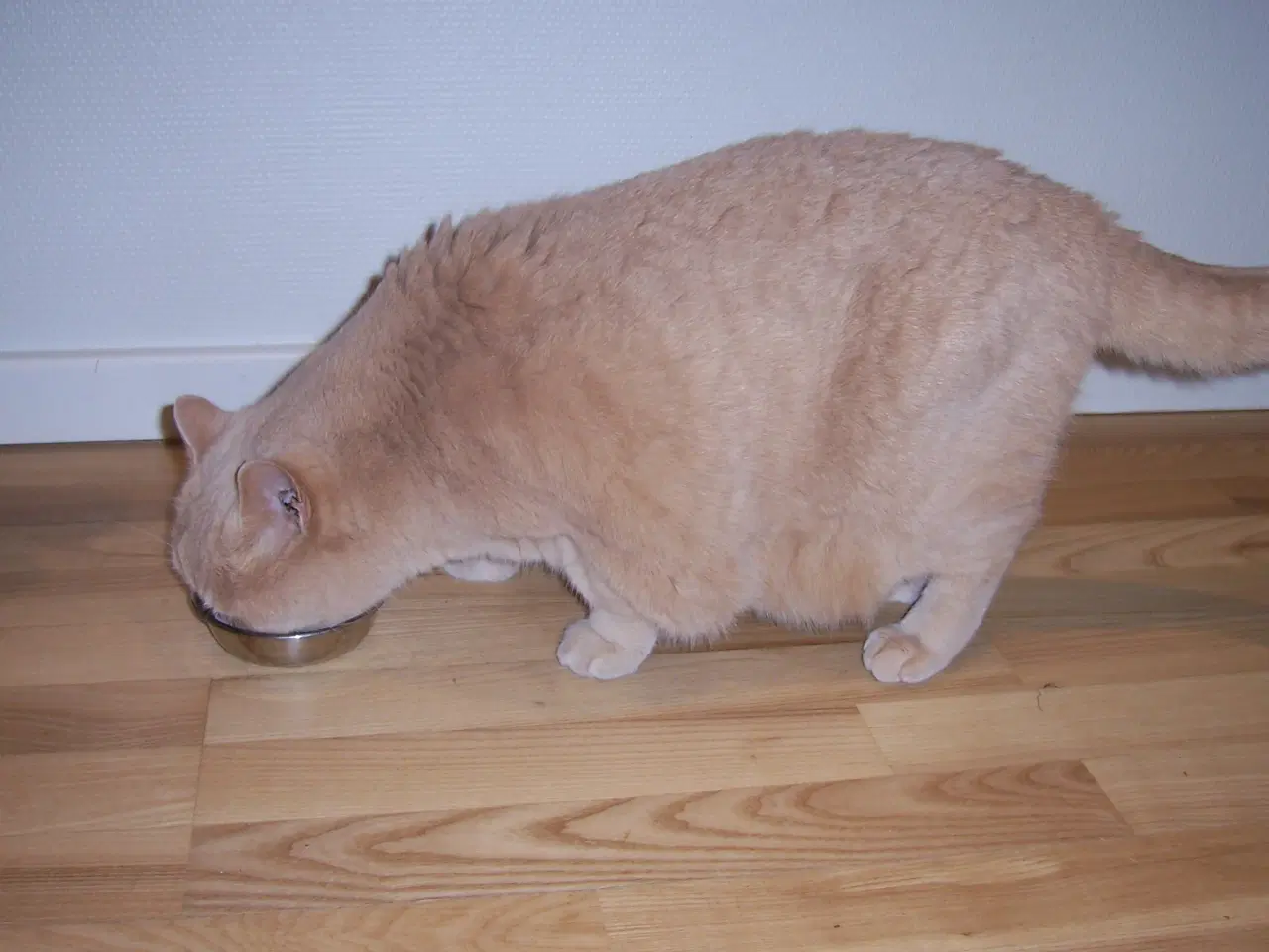 Billede 4 - British Shorthair - 2 kammerater søger nyt hjem.